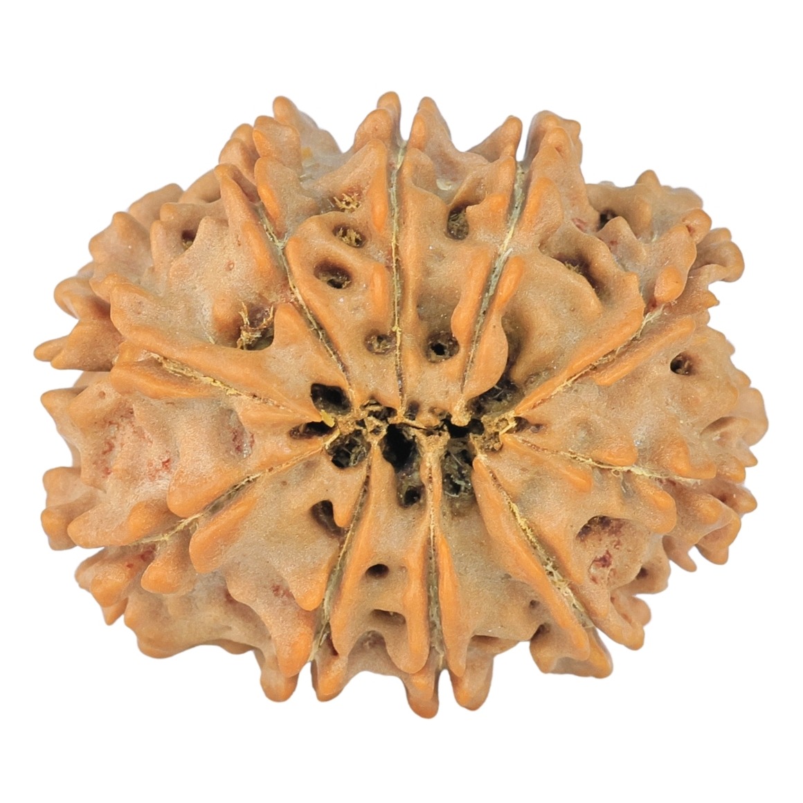 10 Mukhi Rudraksha 25.8mm 3.66gm - Rudraksha back