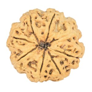 8 Mukhi Rudraksha 29.2mm 5.06gm - Rudraksha back