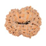14 Mukhi Rudraksha 22.2mm 2.58gm - Origin: Indonesia - Rudraksha back