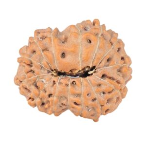 14 Mukhi Rudraksha 22.2mm 2.58gm - Origin: Indonesia - Rudraksha back
