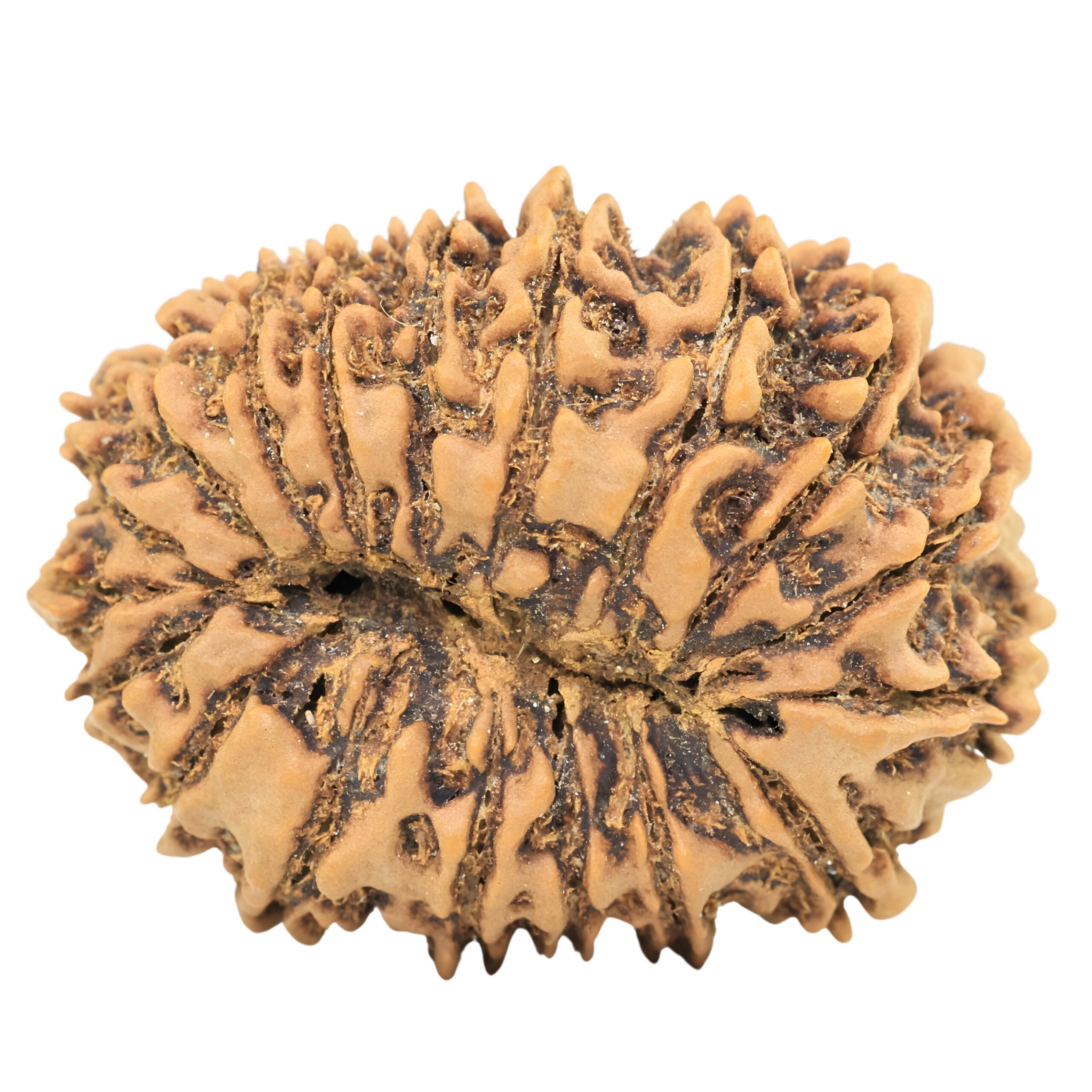 18 Mukhi Rudraksha 33.6mm 6.93gm - Rudraksha back