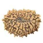 17 Mukhi Rudraksha 29.1mm 3.63gm - Origin: Nepal - Rudraksha back