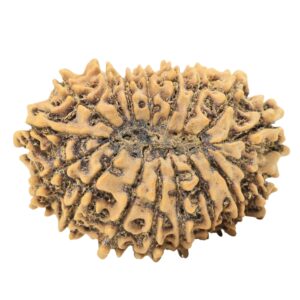 17 Mukhi Rudraksha 29.1mm 3.63gm - Origin: Nepal - Rudraksha back