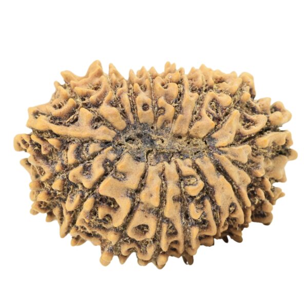 17 Mukhi Rudraksha 29.1mm 3.63gm - Origin: Nepal - Rudraksha back