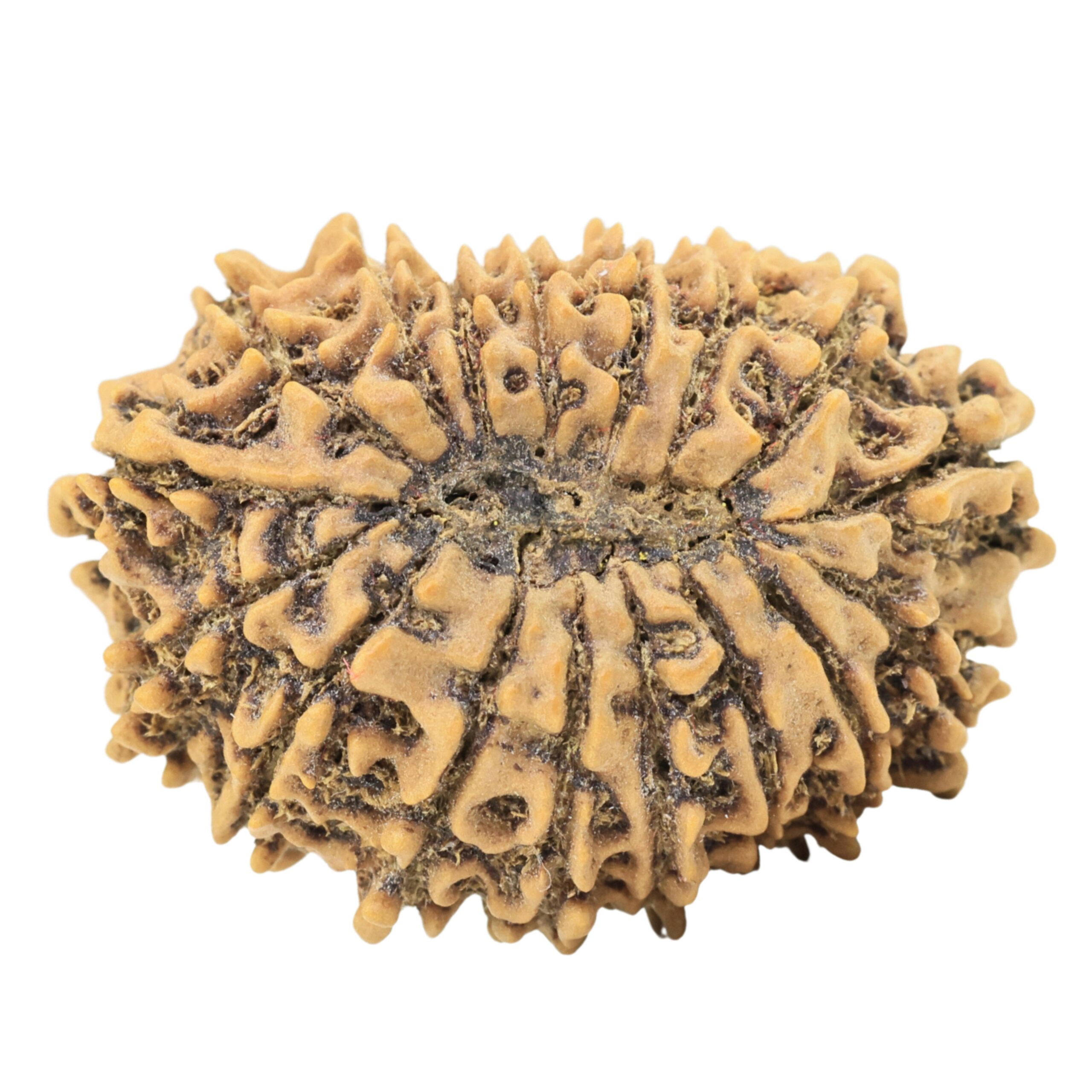 17 Mukhi Rudraksha 29.1mm 3.63gm - Origin: Nepal - Rudraksha back