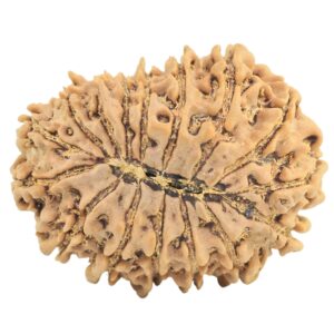16 Mukhi Rudraksha 28mm 4.55gm - Rudraksha back