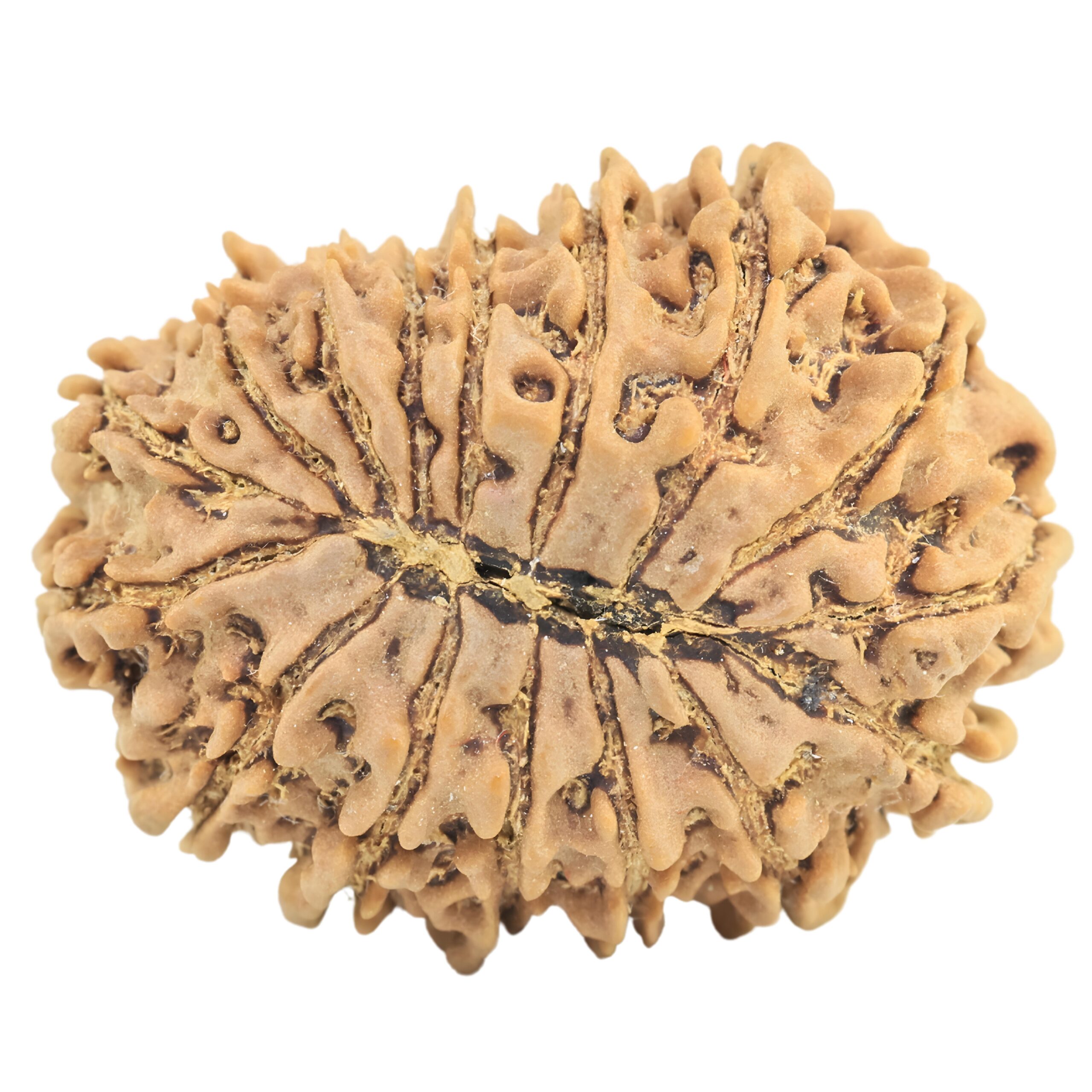 16 Mukhi Rudraksha 28mm 4.55gm - Rudraksha back