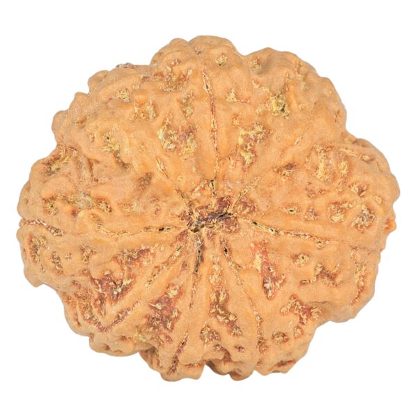 8 Mukhi Rudraksha 32.5mm 8.29gm - Rudraksha back