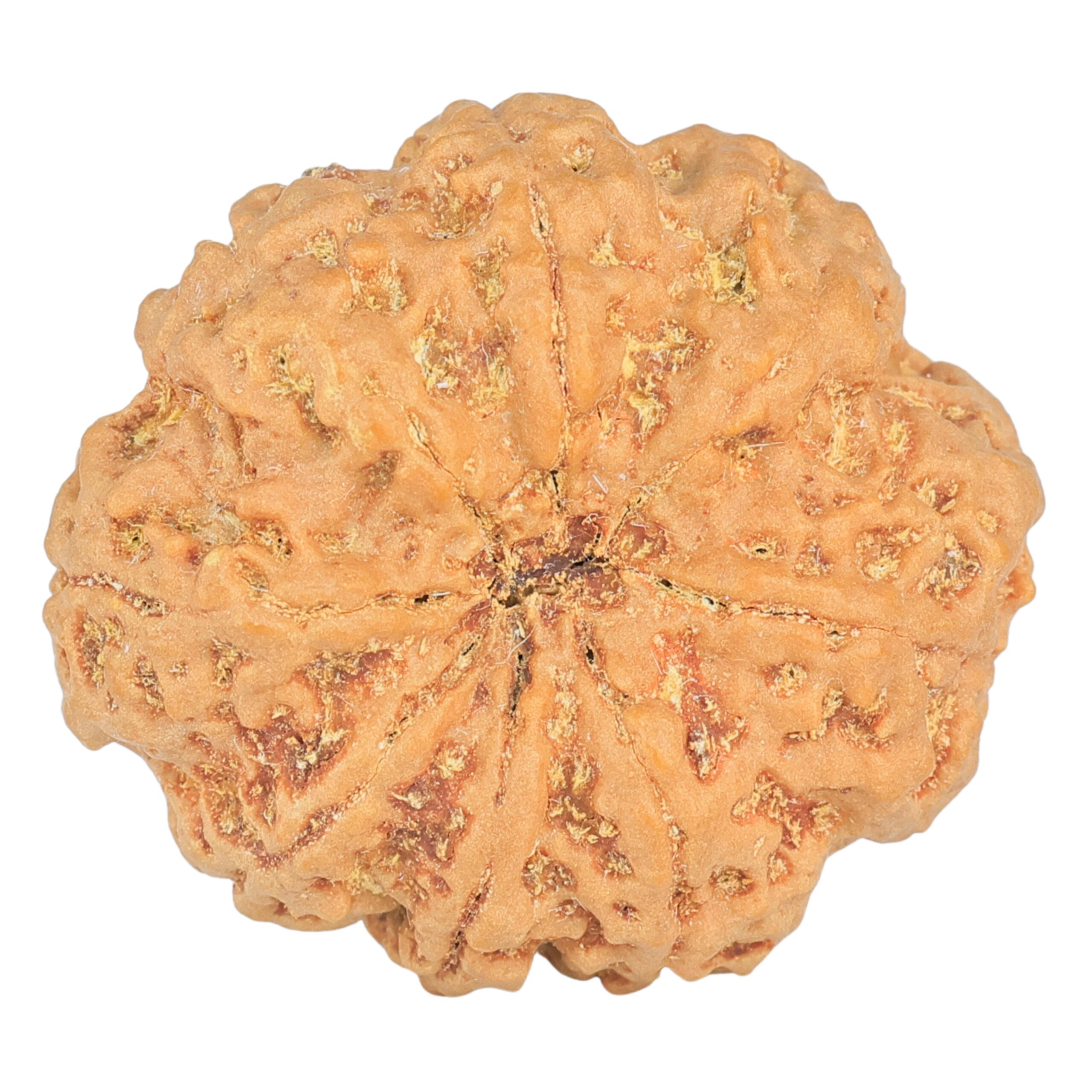 8 Mukhi Rudraksha 32.5mm 8.29gm - Rudraksha back