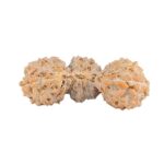 21 Mukhi Trijuti 20.2mm 0.87gm - Rudraksha back