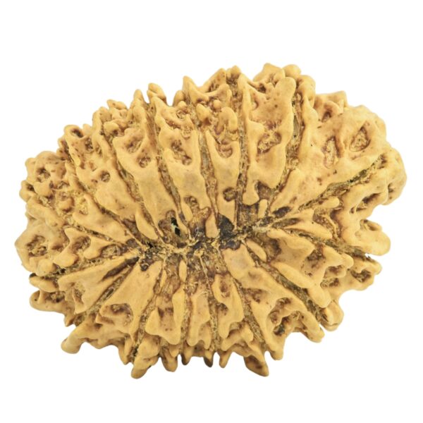 16 Mukhi Rudraksha 32.2mm 4.89gm - Rudraksha back