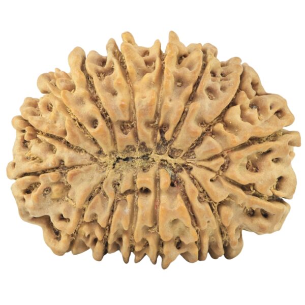 16 Mukhi Rudraksha 30.8mm 5.6gm - Rudraksha back