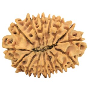 15 Mukhi Rudraksha 25.4mm 3gm - Rudraksha back
