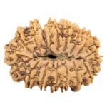 18 Mukhi Rudraksha 31.1mm 5.08gm - Origin: Nepal - Rudraksha back