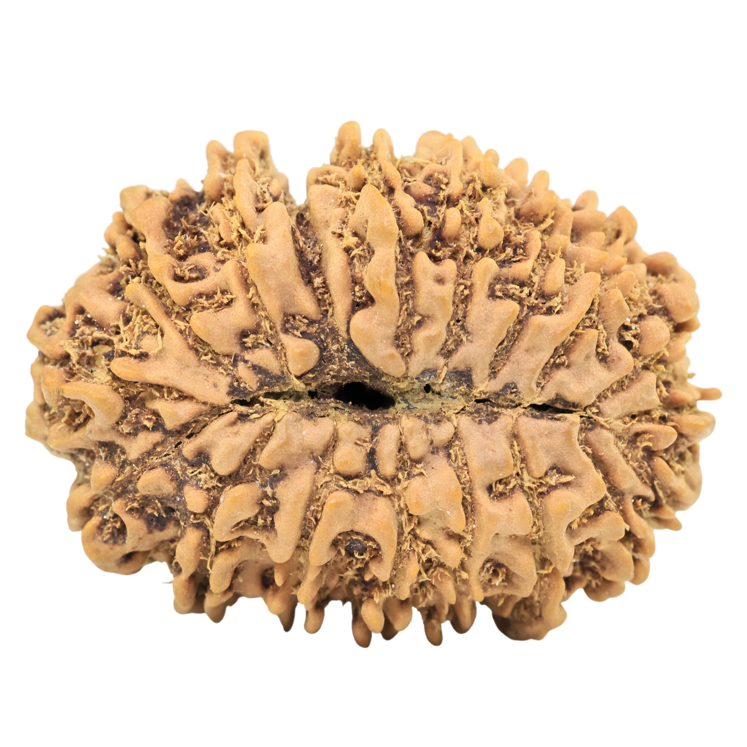 18 Mukhi Rudraksha 31.1mm 5.08gm - Origin: Nepal - Rudraksha back