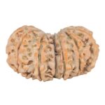 14 Mk Gaurishankar 35.2mm 7.29gm - Rudraksha back