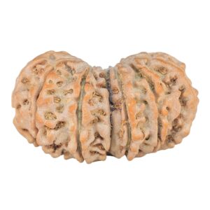 14 Mk Gaurishankar 35.2mm 7.29gm - Rudraksha back