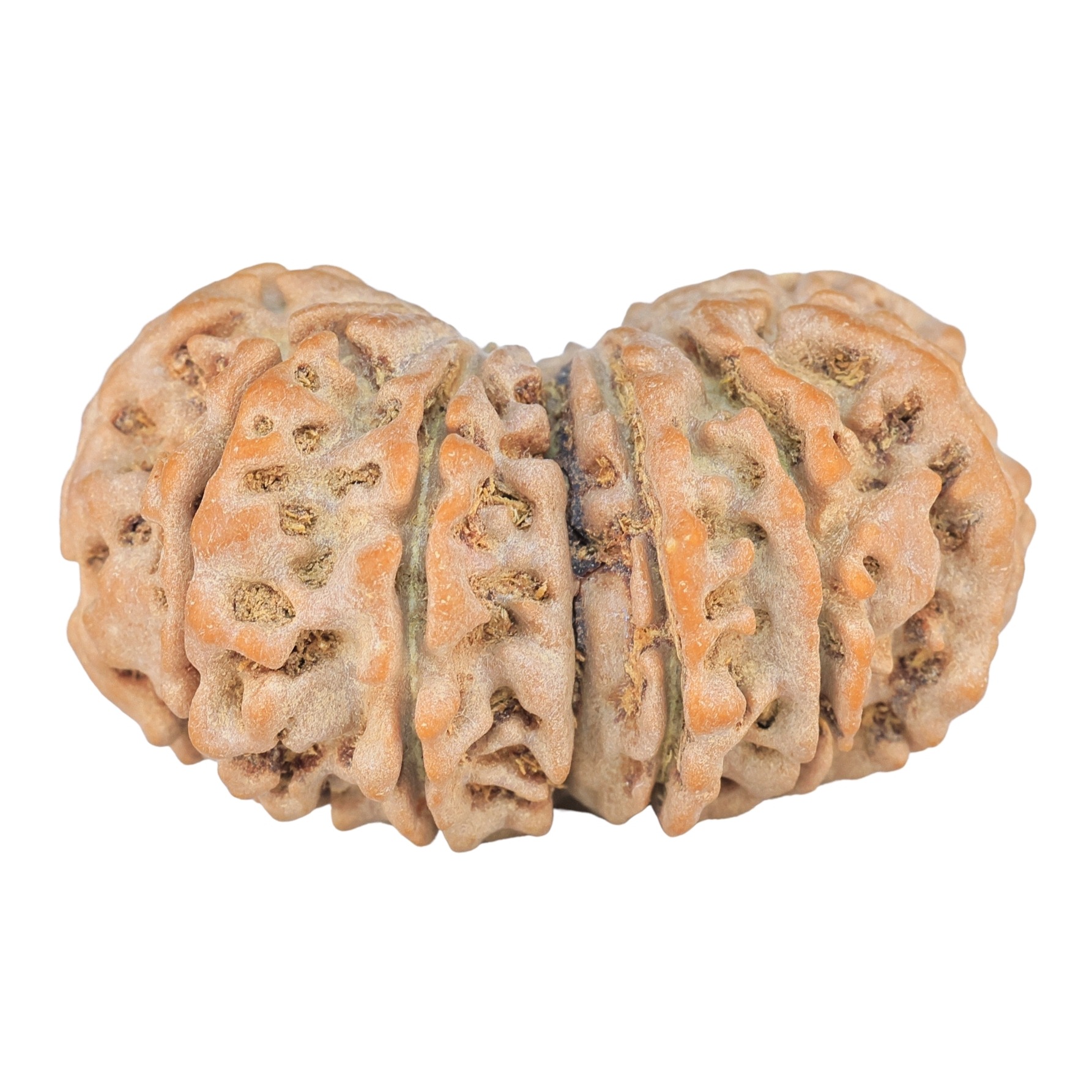 14 Mk Gaurishankar 35.2mm 7.29gm - Rudraksha back