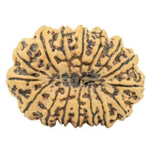 16 Mukhi Rudraksha 39.3mm 9.49gm - Rudraksha back