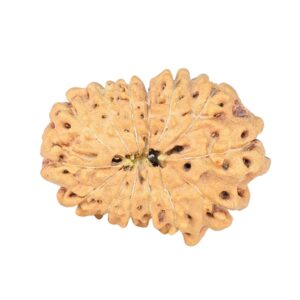 14 Mukhi Rudraksha 22.8mm 1.78gm - Rudraksha back