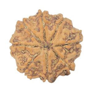8 Mukhi Rudraksha 25.8mm 5.25gm - Rudraksha back