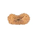 21 Mukhi Rudraksha 23.3mm 1.33gm - Rudraksha back