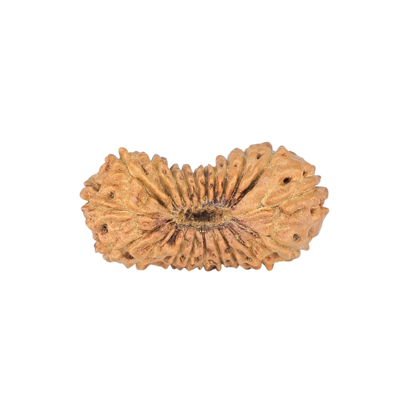 21 Mukhi Rudraksha 23.3mm 1.33gm - Rudraksha back