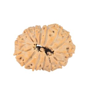 14 Mukhi Rudraksha 22.7mm 2.58gm - Rudraksha back