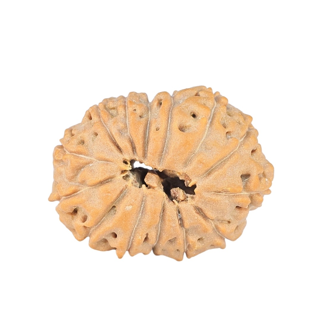 14 Mukhi Rudraksha 22.7mm 2.58gm - Rudraksha back