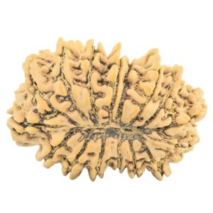 16 Mukhi Rudraksha 26.6mm 3.34gm - Rudraksha back