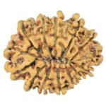14 Mukhi Rudraksha 25.6mm 3gm - Rudraksha back