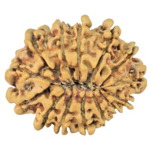 14 Mukhi Rudraksha 25.6mm 3gm - Rudraksha back