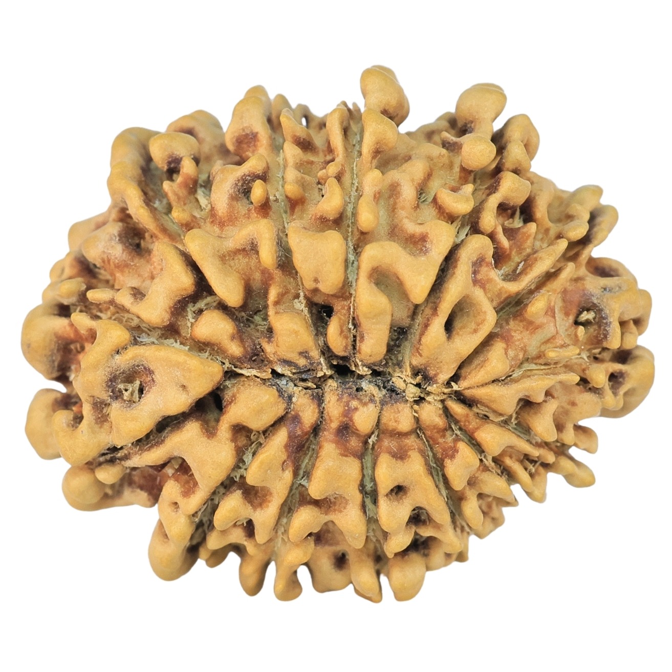 14 Mukhi Rudraksha 25.6mm 3gm - Rudraksha back