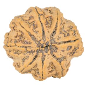 8 Mukhi Rudraksha 31.1mm 7.43gm - Rudraksha back