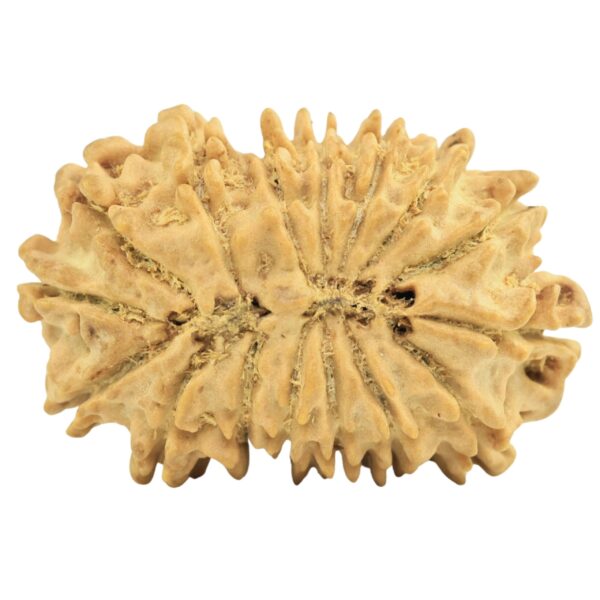 16 Mukhi Rudraksha 24.7mm 2.66gm - Rudraksha back