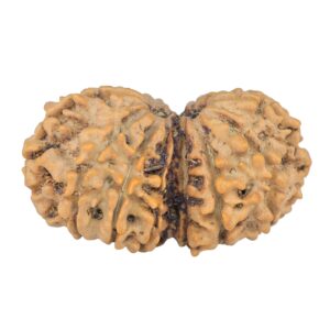 14 Mk Gaurishankar 32mm 5.06gm - Rudraksha back