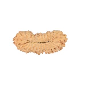 27 Mukhi Rudraksha 25.4mm 1.66gm - Rudraksha back