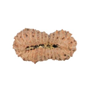 26 Mukhi Rudraksha 31.3mm 3.43gm - Rudraksha back