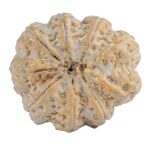 9 Mukhi Rudraksha 32.3mm 9.75gm - Rudraksha back