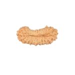 27 Mukhi Rudraksha 23.1mm 1.23gm - Rudraksha back