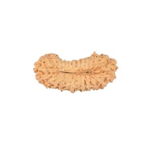 27 Mukhi Rudraksha 23.1mm 1.23gm - Rudraksha back