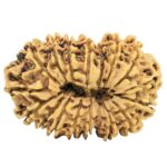 17 Mukhi Rudraksha 30.7mm 3.17gm - Rudraksha back