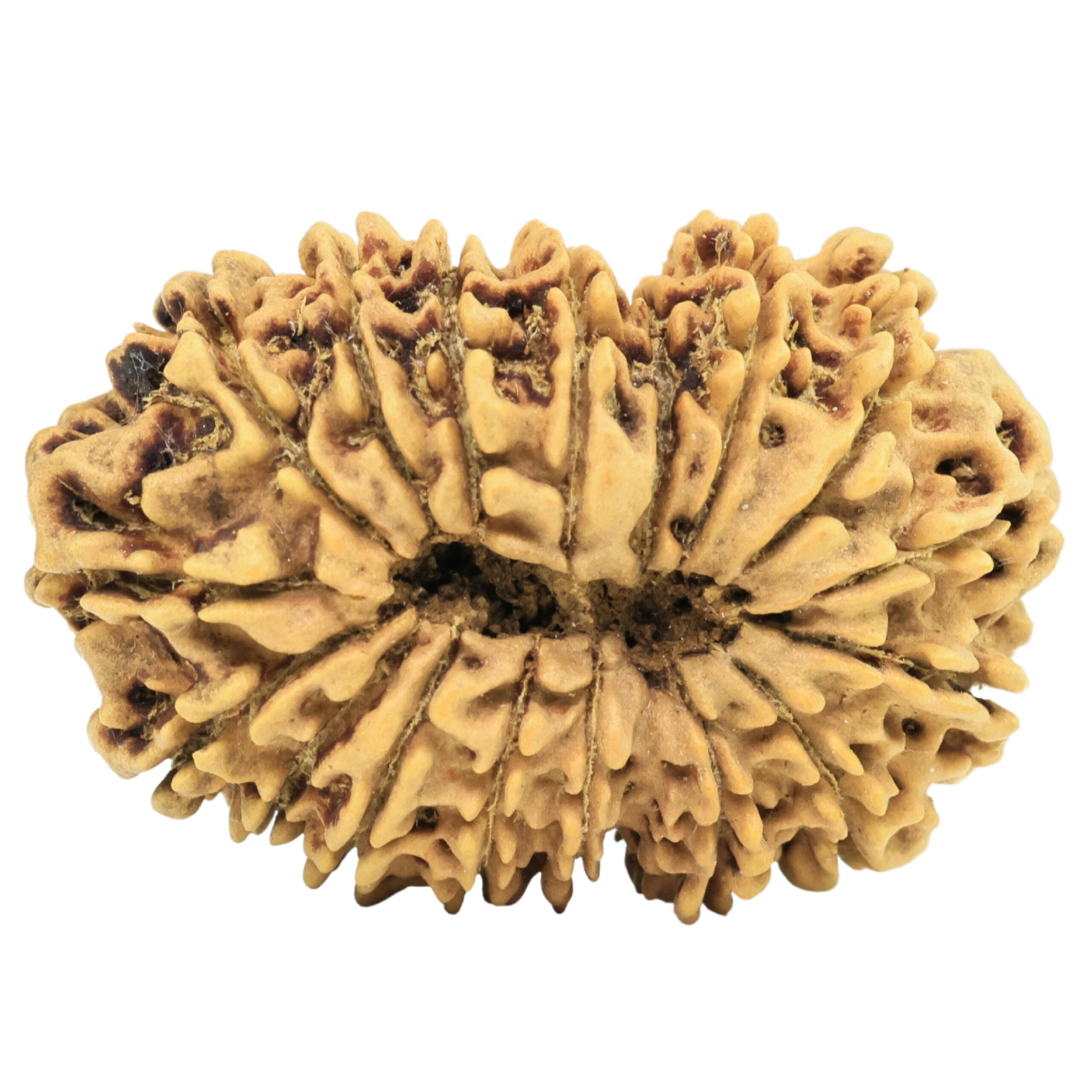 17 Mukhi Rudraksha 30.7mm 3.17gm - Rudraksha back