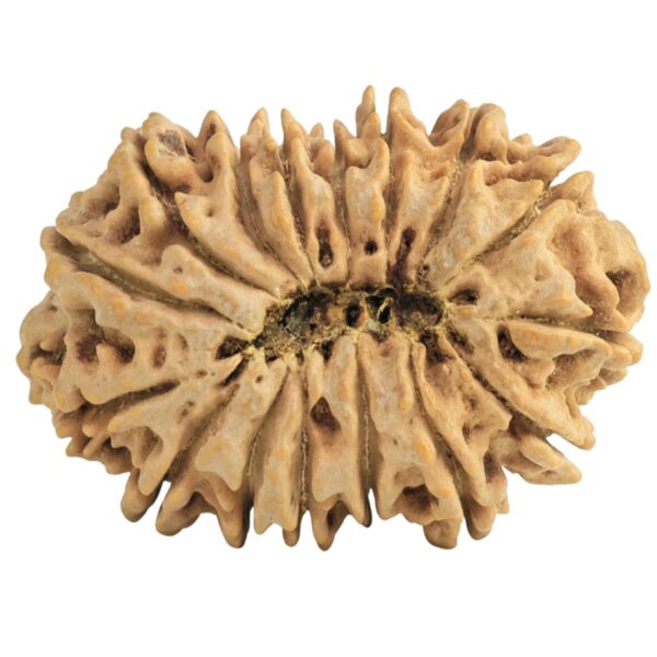 16 Mukhi Rudraksha 31.1mm 5.12gm - Rudraksha back
