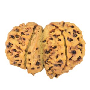 8 Mukhi G.S & Ganesh 31.6mm 5.21gm - Rudraksha back