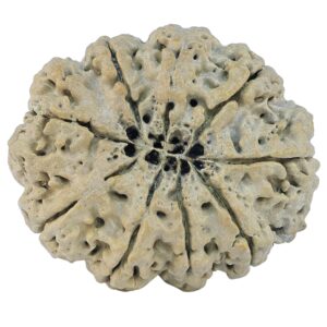 9 Mukhi Rudraksha 33.8mm 6.08gm - Rudraksha back