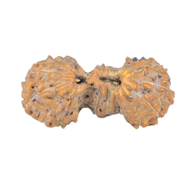 19 Mukhi Trijuti 14.9mm 0.37gm - Rudraksha back