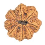 8 Mukhi Rudraksha 34mm 8.93gm - Rudraksha back