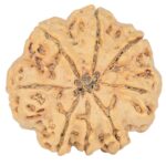 8 Mukhi Rudraksha 29.4mm 7.09gm - Rudraksha back