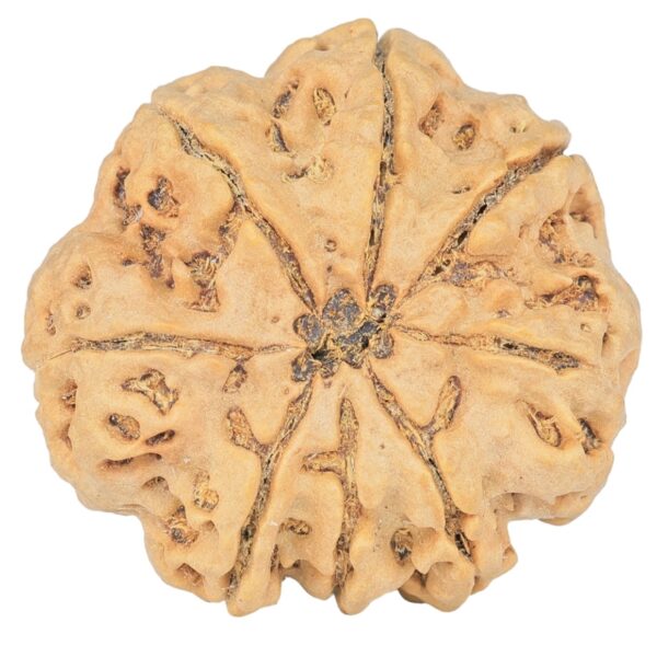 8 Mukhi Rudraksha 29.4mm 7.09gm - Rudraksha back
